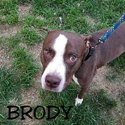 Thumbnail photo of Brody #2