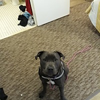 Cane Corso Puppies For Sale In Kentucky Adoptapetcom