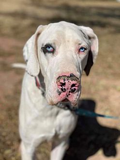 great dane crate petsmart