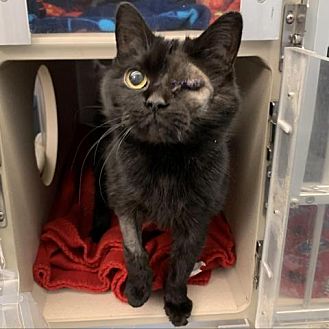 cat window ledge petsmart