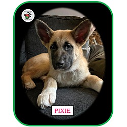 Thumbnail photo of Pixie - ADOPTION PENDING! #4