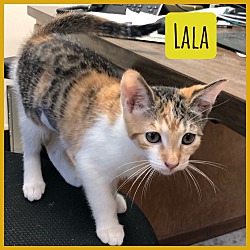 Thumbnail photo of Lala #1
