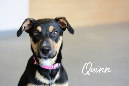 Thumbnail photo of Quinn (in foster) #1