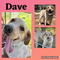 Photo of Dave