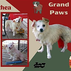 Thumbnail photo of Rhea (GrandPaws) #1