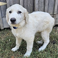 Thumbnail photo of 11 GREAT PYR PUPPIES NEED HELP! #4