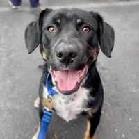 adopt a pet