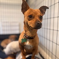 adopt a pet