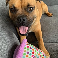 adopt-pet
