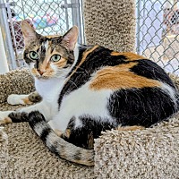 adopt-pet