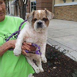 Photo of Willie-Needs a Special Home!