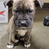 English Bulldog Puppies For Sale In Birmingham Alabama Adoptapet Com