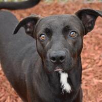 Labrador Retriever Puppies For Sale In Panama City Beach Florida Adoptapet Com Labrador Retriever Puppies For Sale In Panama City Beach Florida Adoptapet Com