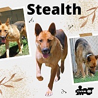 Photo of Stealth (Ritzy)
