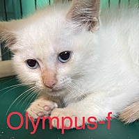 Photo of Olympus 22