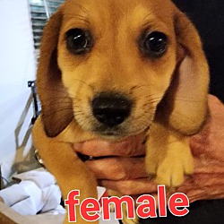 Thumbnail photo of Daisy's Puppies (Females) #1