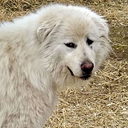Photo of White Dog aka Marco