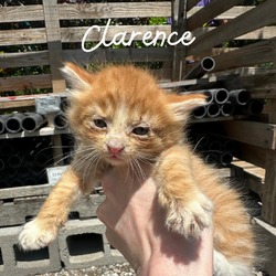 Photo of Clarence