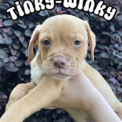Photo of Tinky-Winky