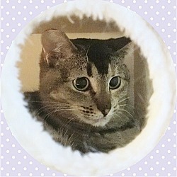 Thumbnail photo of MEEKA - Offered by Owner - Young Abby-Tabby #3
