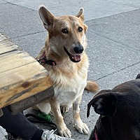adopt a pet