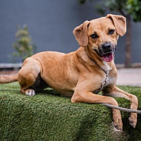adopt a pet