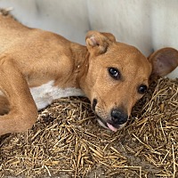 adopt a pet
