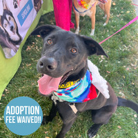 adopt a pet
