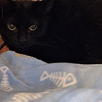 adopt-pet