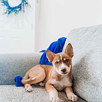 adopt a pet