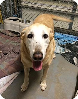 Palmetto Bay, FL - Labrador Retriever. Meet Annabelle a Pet for Adoption.