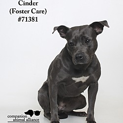 Thumbnail photo of Cinder  (Foster Care) #4