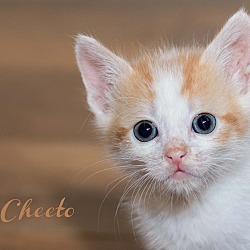 Thumbnail photo of Cheeto #3