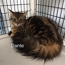 Photo of Dante