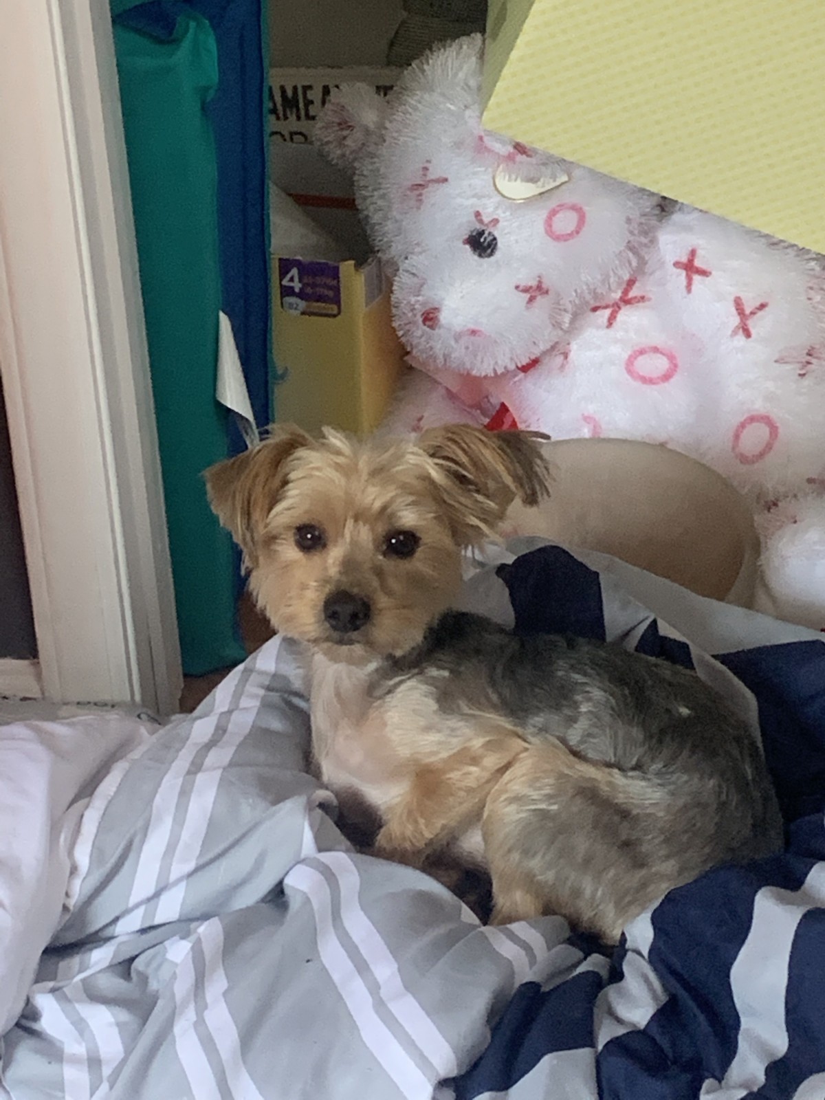 Danville Va Yorkie Yorkshire Terrier Meet Chase A Pet For Adoption