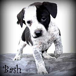 Thumbnail photo of Bash~adopted! #4
