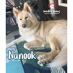 Photo of Nanook (Courtesy Post)
