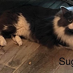 Photo of Sugar (bonded to Spice)