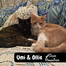 Thumbnail photo of Bonded Pair Umi & Ollie #1