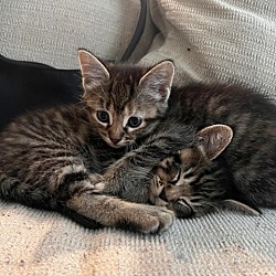 bonded pet photo