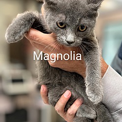 Photo of Magnolia
