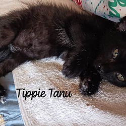 Thumbnail photo of Tippie Tanu #2