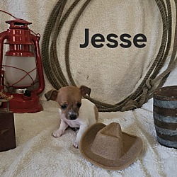 Thumbnail photo of Jesse #2