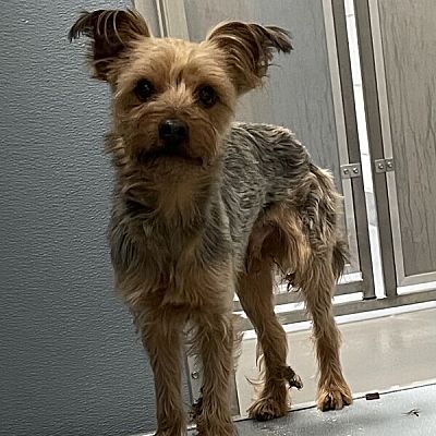 Des Moines, IA - Yorkie, Yorkshire Terrier. Meet Roger a Pet for ...