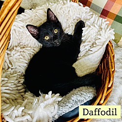 Thumbnail photo of Daffodil is our LOVER #1