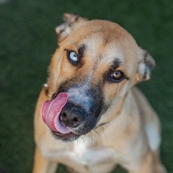 Thumbnail photo of COOKIE-A2144290 #2