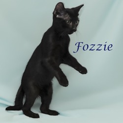 Thumbnail photo of Fozzie C24-226 #3