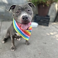 adopt a pet