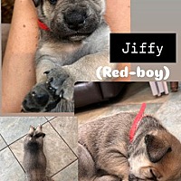 adopt a pet