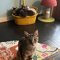 adopt a pet